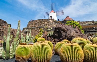 Des cactus importés du monde entier, superbement agencés dans ce jardin, dernière œuvre de César Manrique.