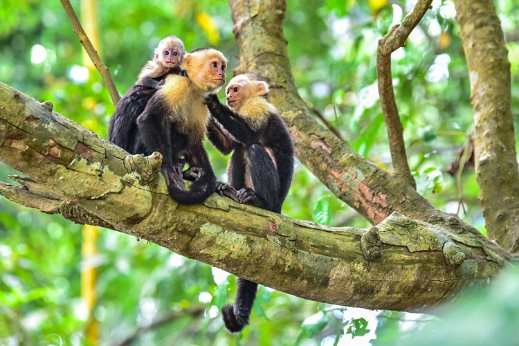 Le Parque Nacional Manuel Antonio