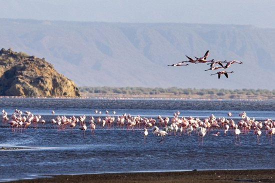 Observer les flamants roses