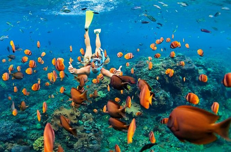 Plonger avec les poissons tropicaux  