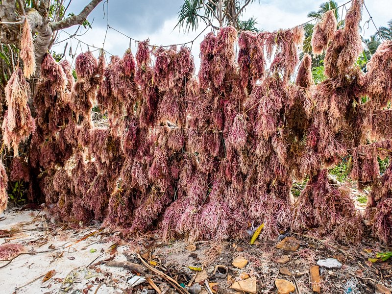 Le Seaweed Center, sur l’île de Zanzibar