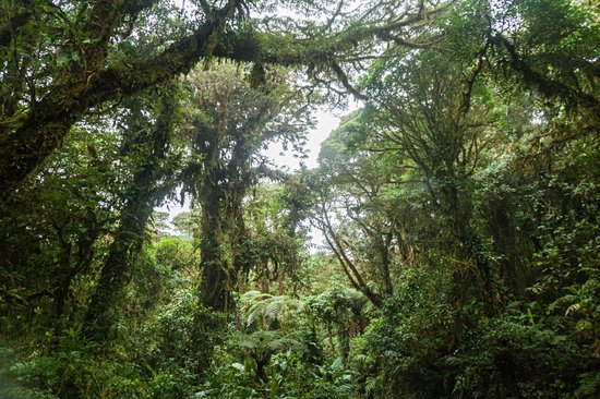 La Reserva Bosque Nuboso Santa Elena
