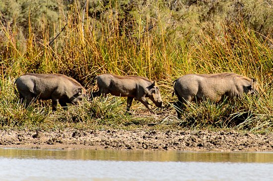 Parc national des oiseaux de Djoudj