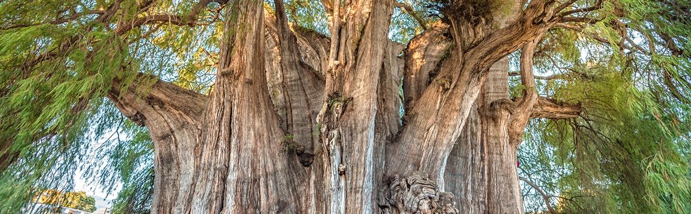 Contempler l'Arbre de Tule