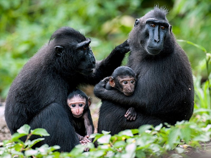 Tangkoko