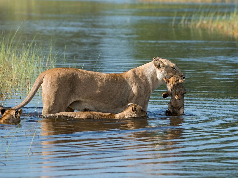 Delta de l'Okavango