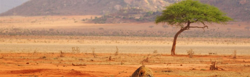 Parcs nationaux de Tsavo est et Tsavo ouest