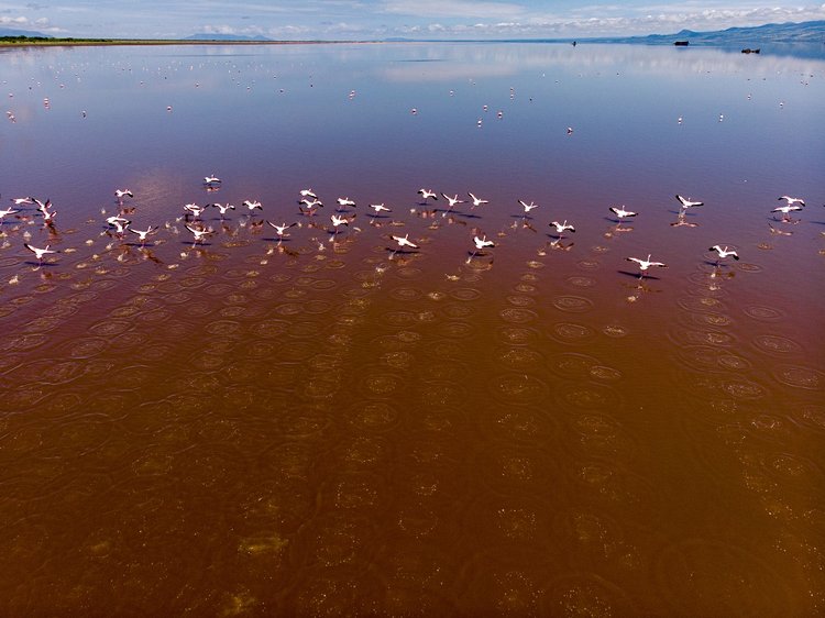 Lac Natron - Tanzanie 3