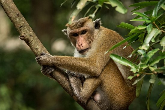 Parc national de Wilpattu