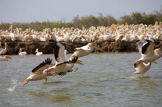 Parc national des oiseaux de Djoudj