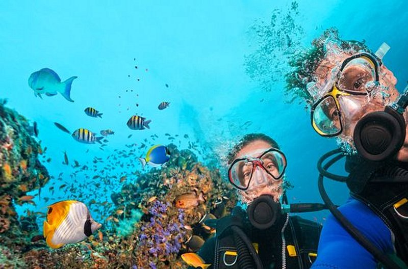 Plonger avec les poissons tropicaux