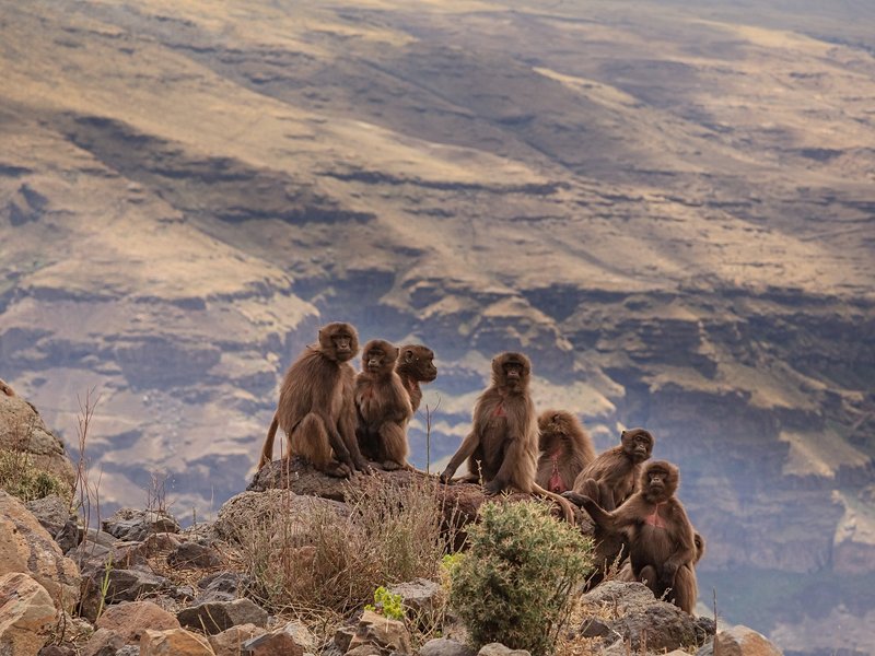 Parc national du Simien