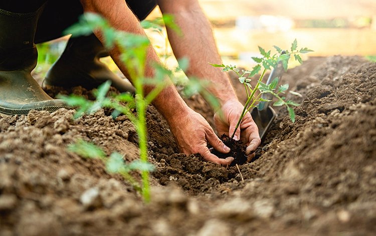 Mettre les mains dans la terre et cultiver son potager