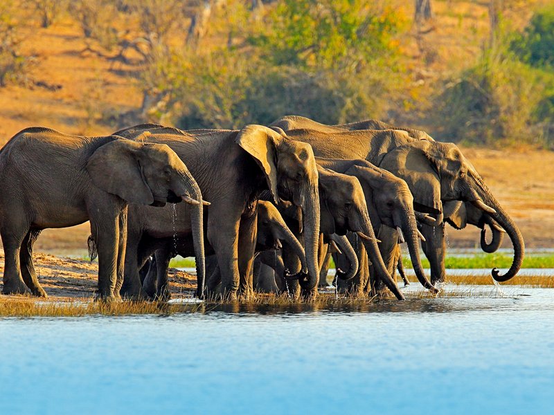 Parc national de Chobe