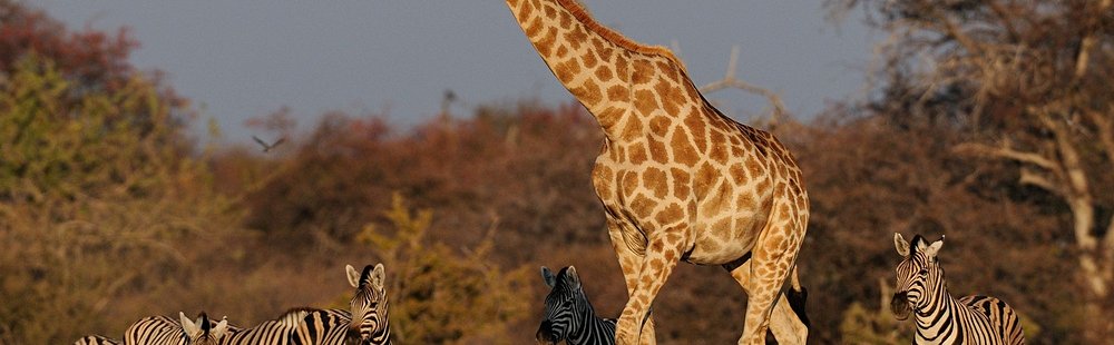 Parc national d'Etosha