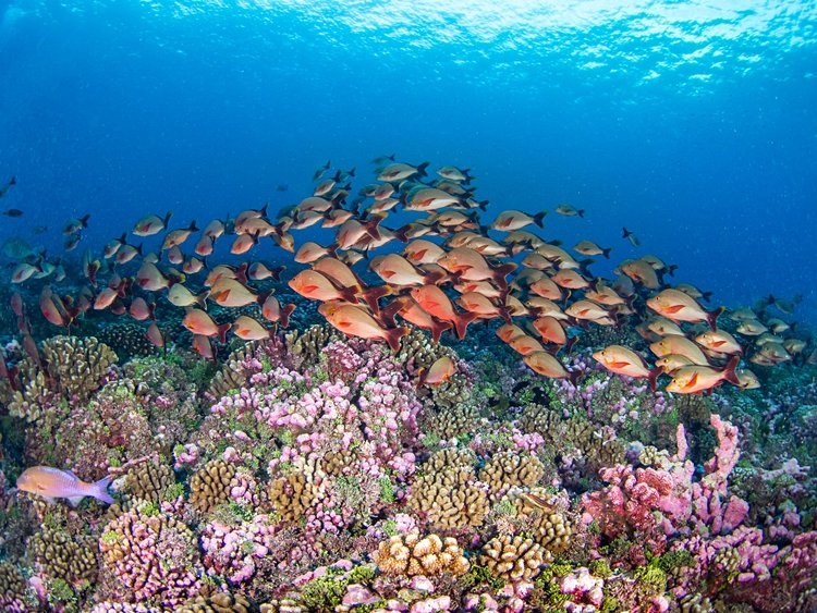 Rangiroa (archipel des Tuamotu)