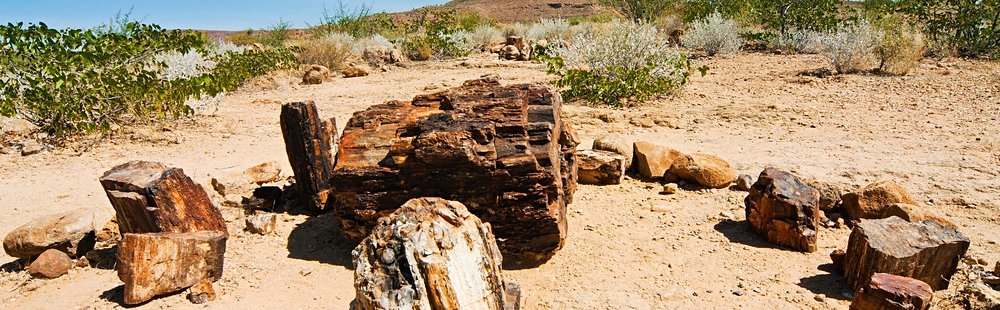 Petrified Forest