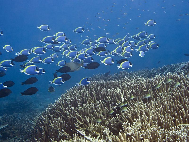 Addu