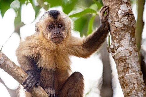 Découvrir la faune du Costa Rica