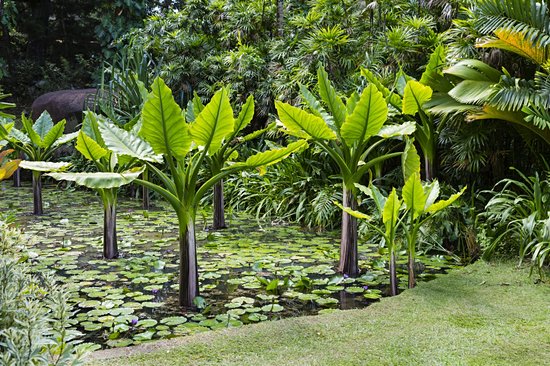 Jardin botanique de Victoria