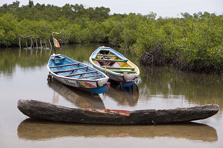Efrane, la mangrove sénégalaise