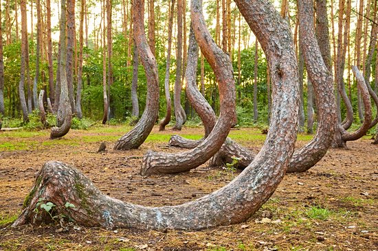 Forêt des arbres tordus, Gryfino