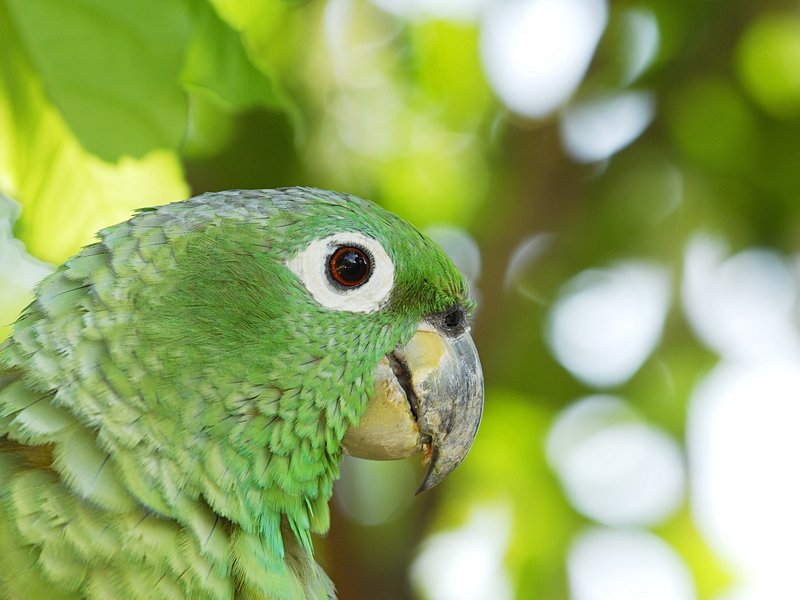 Parc national Soberania