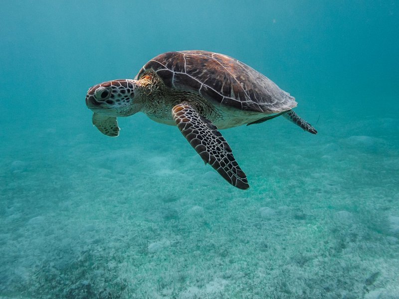 Voir des tortues en snorkeling