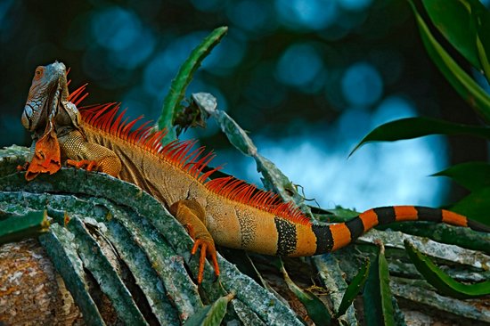 Parc national Corcovado