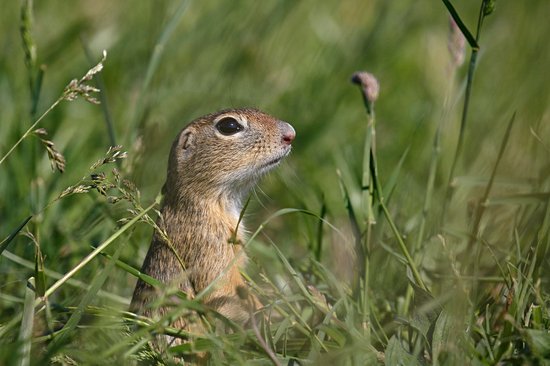 Parc national du haut Balaton