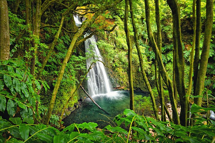 Faial da Terra