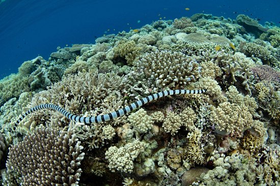 Sulawesi