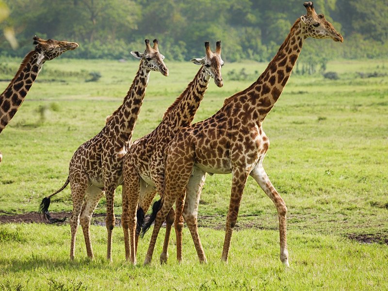 Parc national d'Arusha