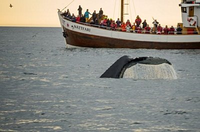 Baleine près de Husavik