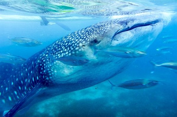 Nager avec les requins-baleines à Oslob