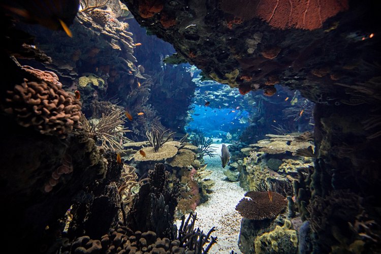 L'Océanarium 2