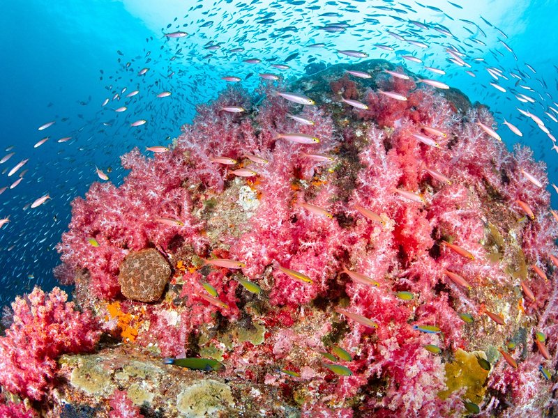 Faire de la plongée aux îles Hin Daeng et Hin Muang