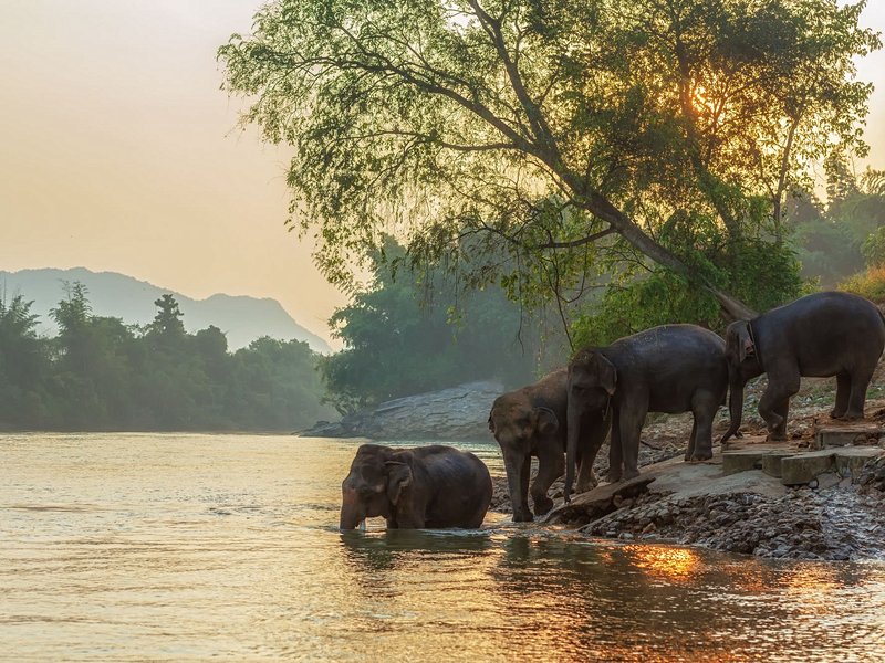 Découvrir Elephants World