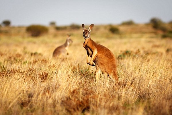 famille Australie