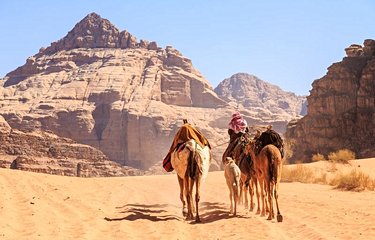 Chameaux dans le Wadi Rum