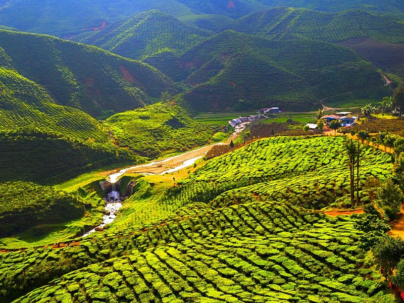 Les Cameron Highlands