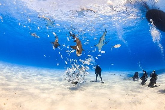 Faire face aux requins