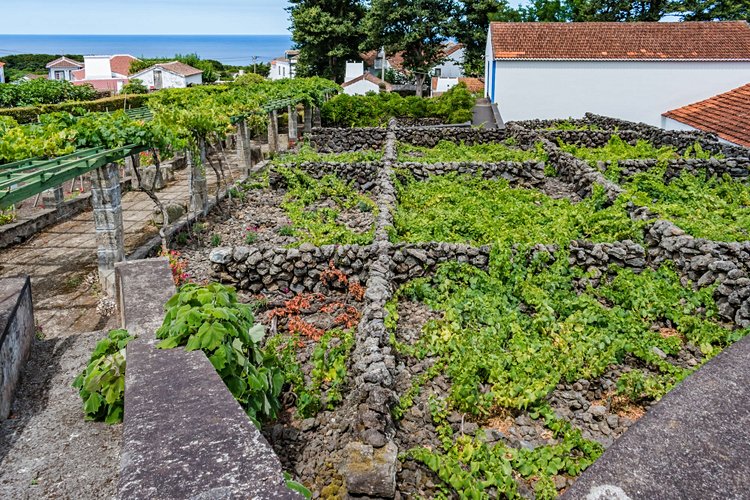 Biscoitos, de l’eau ou du vin à votre guise 3