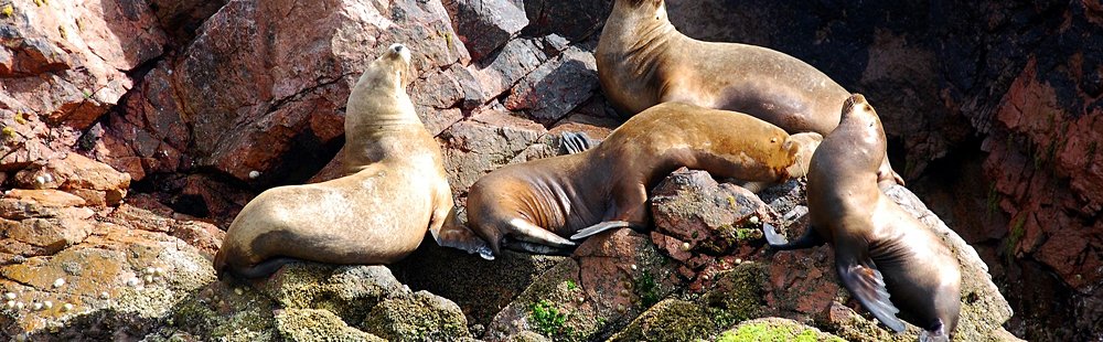 Islas Ballestas