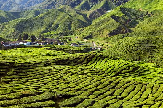 Tanah Rata