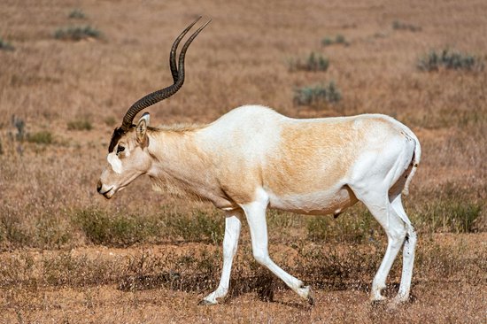Parc national de Jbil
