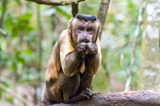 Le Parque Nacional Cahuita