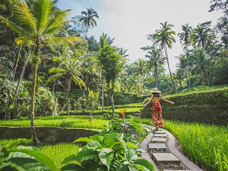 Les rizières d'Ubud