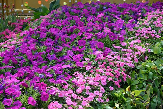 Flora Garden