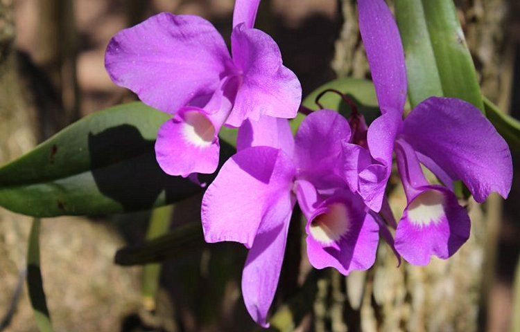 Les orchidées dans les arbres Guaria Morada dans le Parc de Rincon de la Vieja